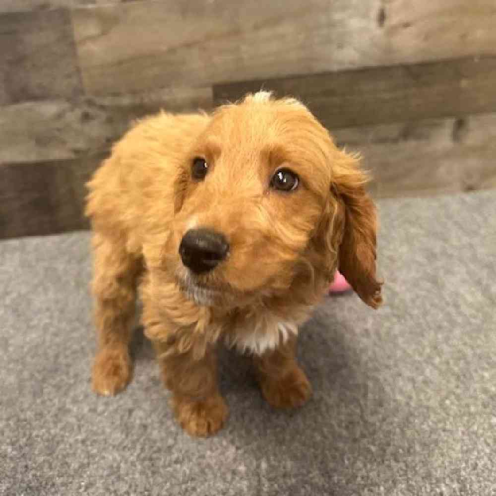 Image of a pet breed in the gallery