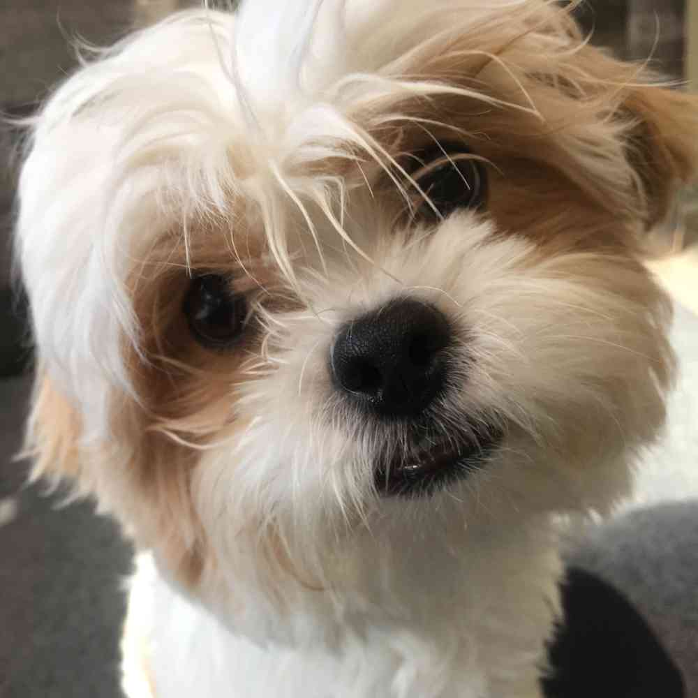 carousel pet images