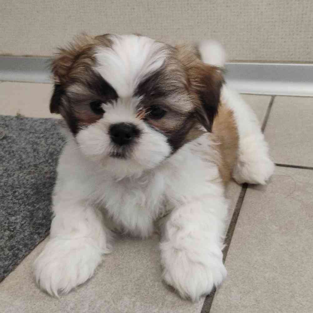 Male Shih Tzu Puppy for Sale in Troy, MI