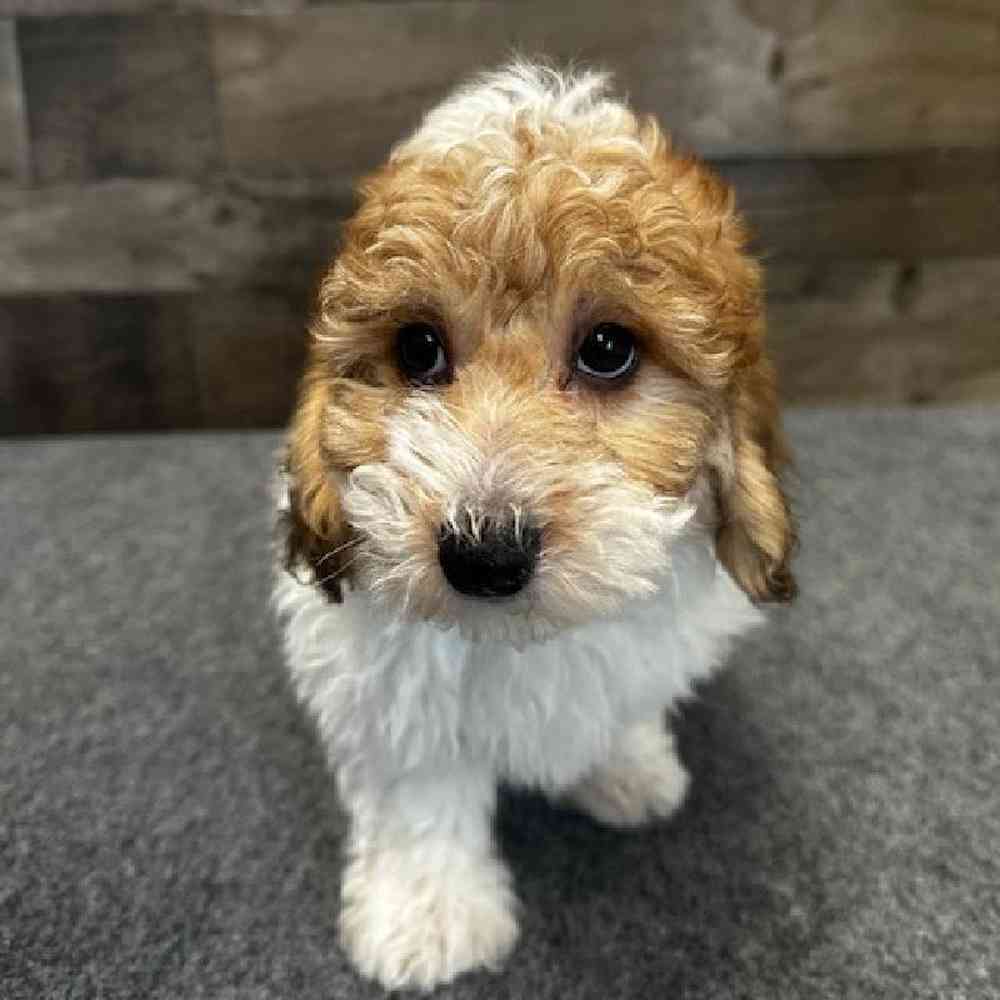 Male Yorkie-Poo Puppy for Sale in Troy, MI