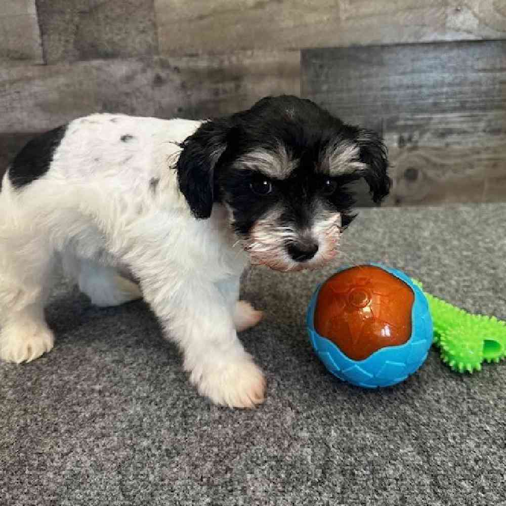 Female Mini Schnauzer Puppy for Sale in Troy, MI