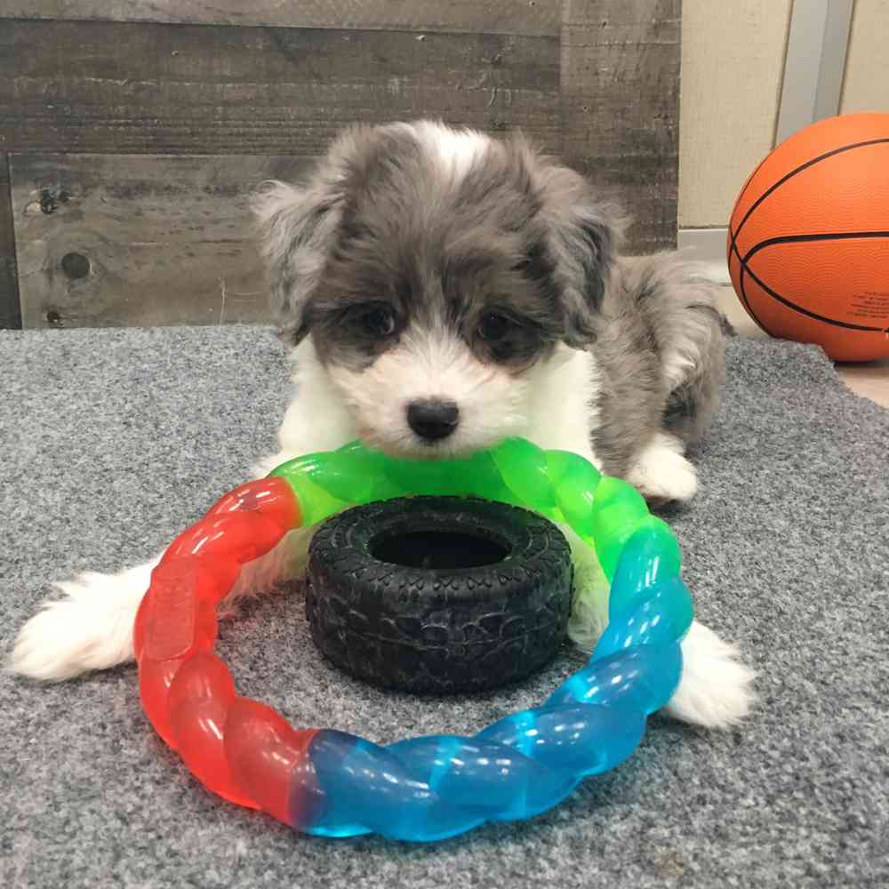 pet breed image