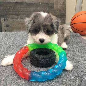 Poochi