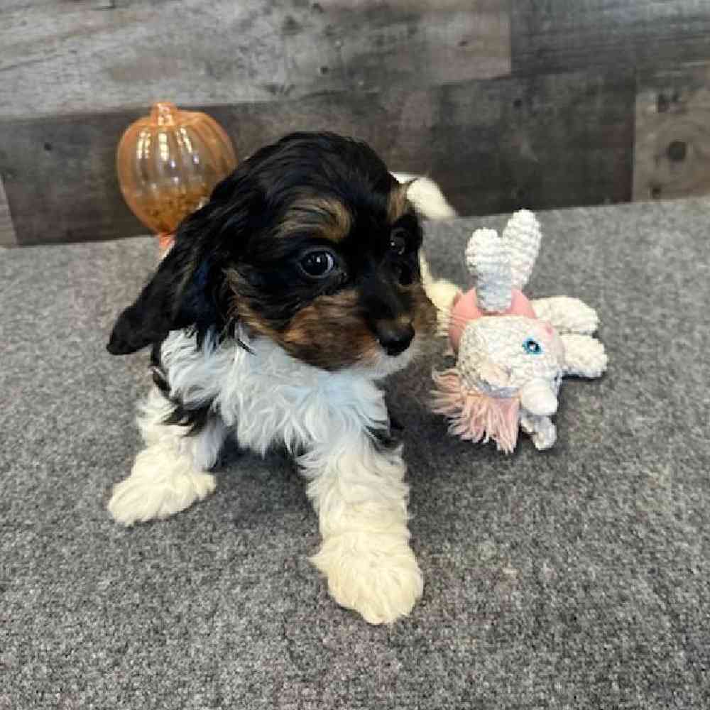 Female Cavapoo Puppy for Sale in Troy, MI