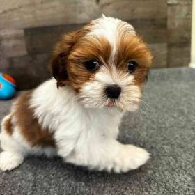 Lhasa Apso