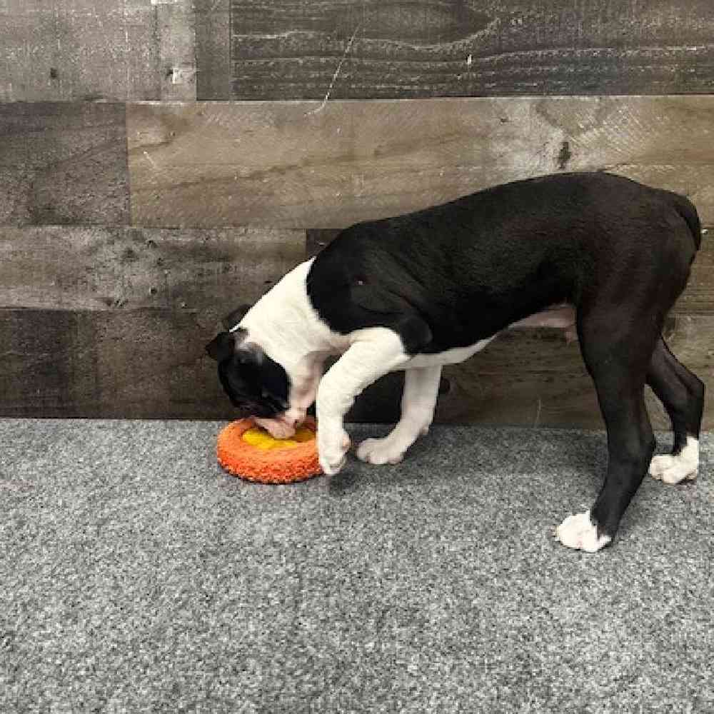 Male Boston Terrier Puppy for Sale in Troy, MI