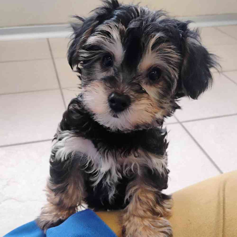Image of a pet breed in the gallery
