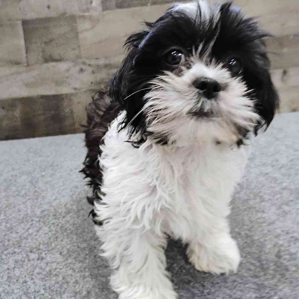 Female Shih Tzu Puppy for Sale in Troy, MI