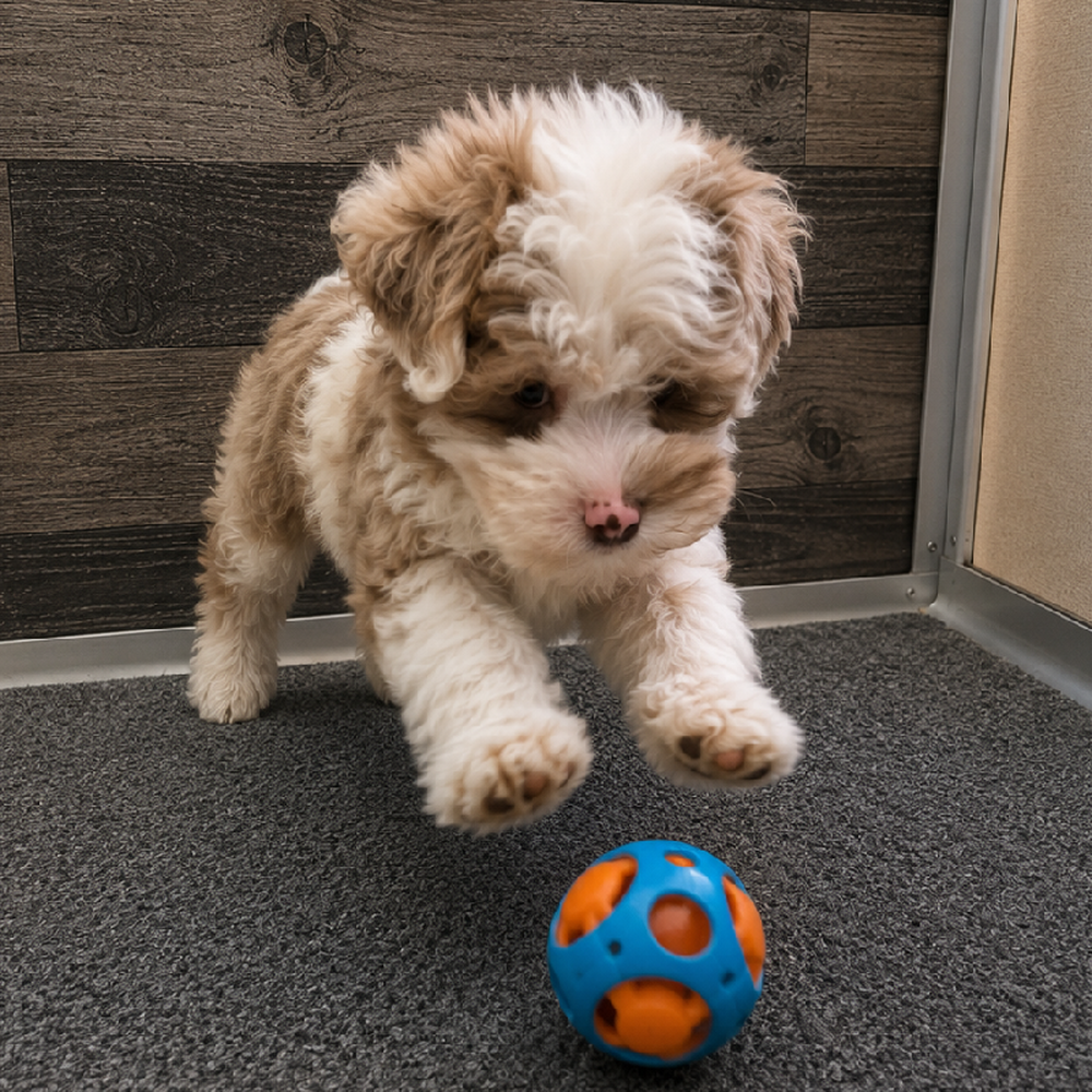Male Schnoodle Puppy for Sale in Troy, MI