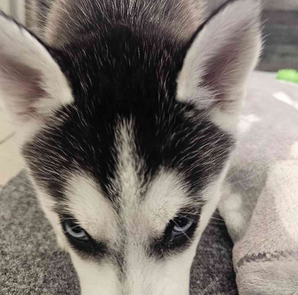 Female Siberian Husky Puppy for Sale in Troy, MI