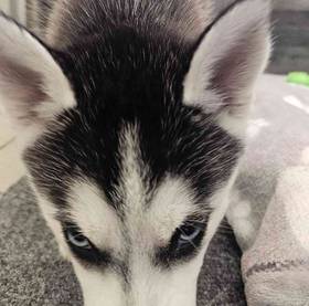 Siberian Husky