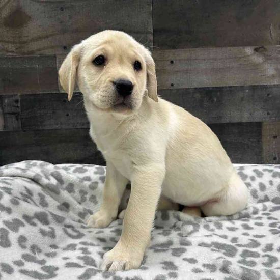 Piper