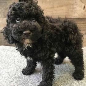 Poodle
