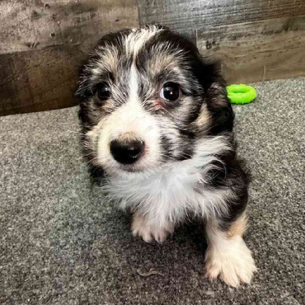 pet breed image