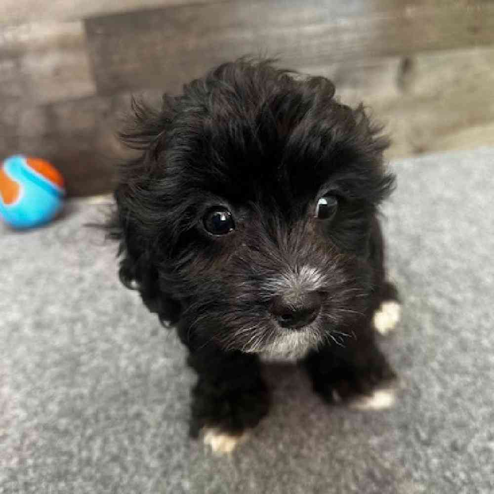 Male Cavachon Puppy for Sale in Troy, MI