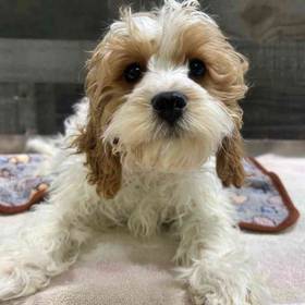 Cavapoo