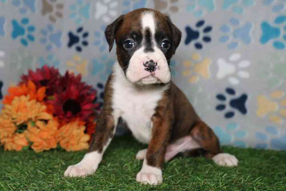 pet breed image
