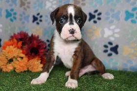 Boxer