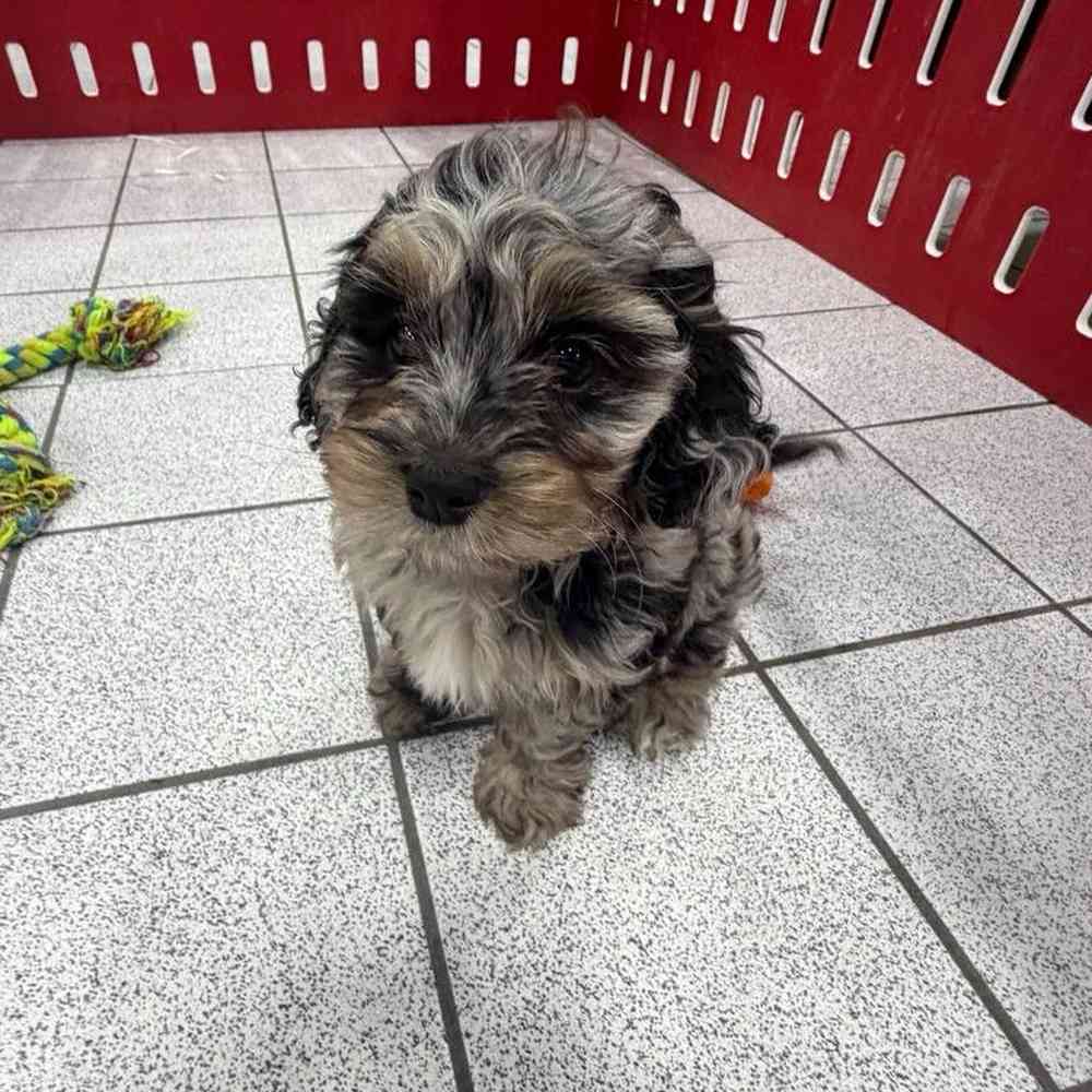 carousel pet images