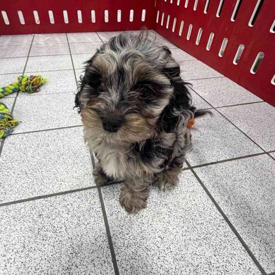 Quincy