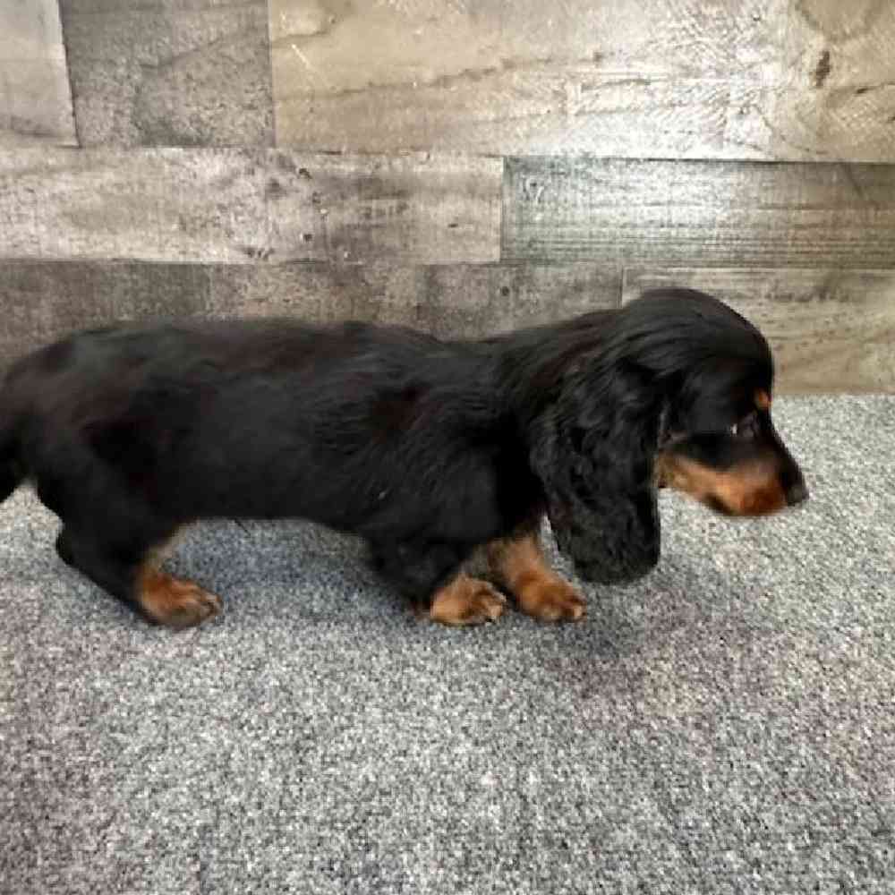 Male Dachshund Puppy for Sale in Troy, MI