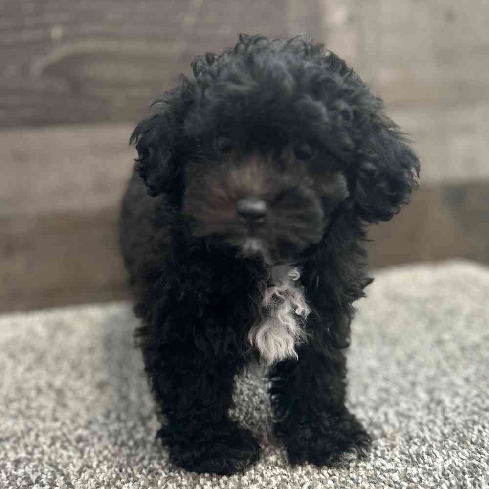 Bichon toy poodle puppies for sale hotsell