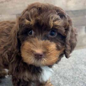 Mini Bernedoodle