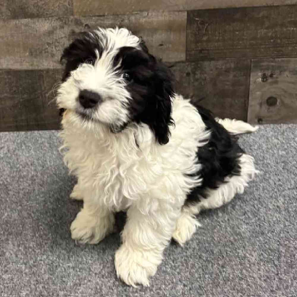 Male Cavapoo Puppy for Sale in Troy, MI