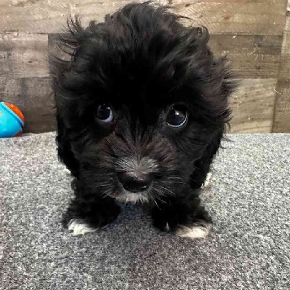 Male Cavachon Puppy for Sale in Troy, MI