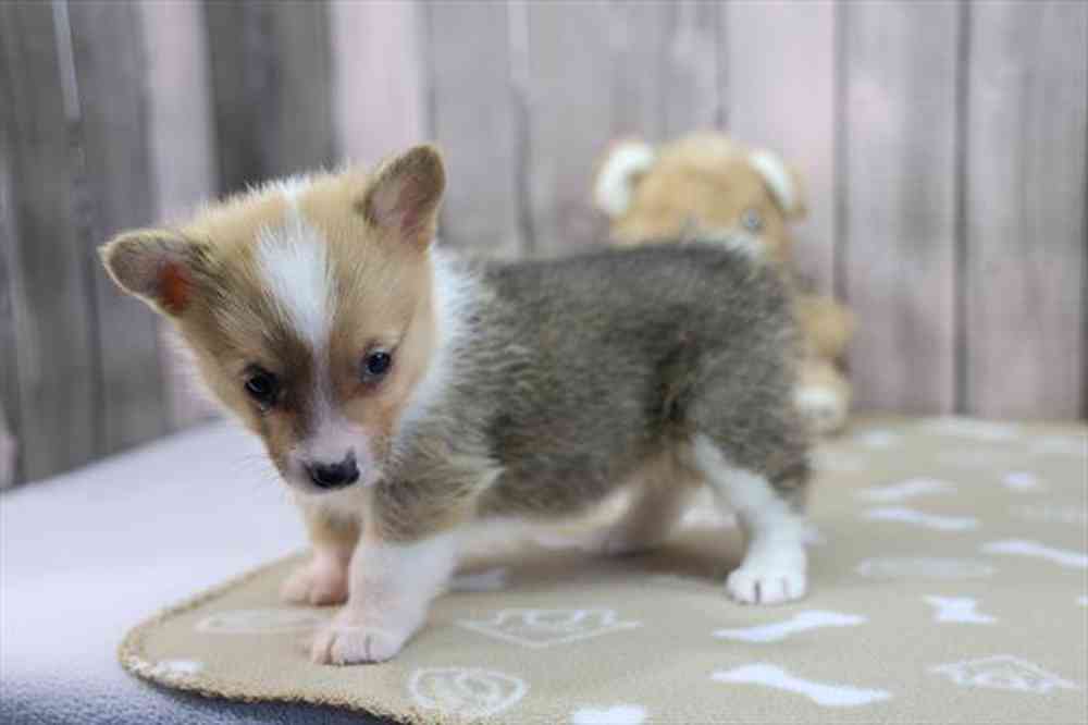 Image of a pet breed in the gallery