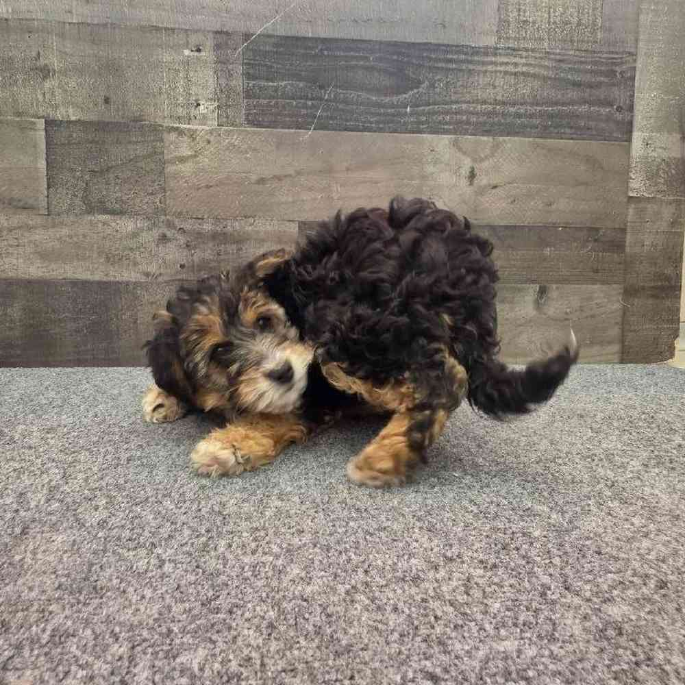 Female Mini Aussiedoodle Puppy for Sale in Troy, MI