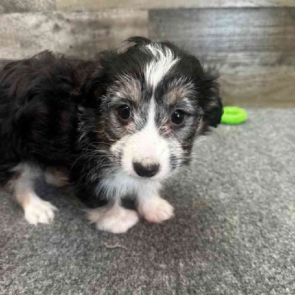 Female Aussiechon Puppy for Sale in Troy, MI