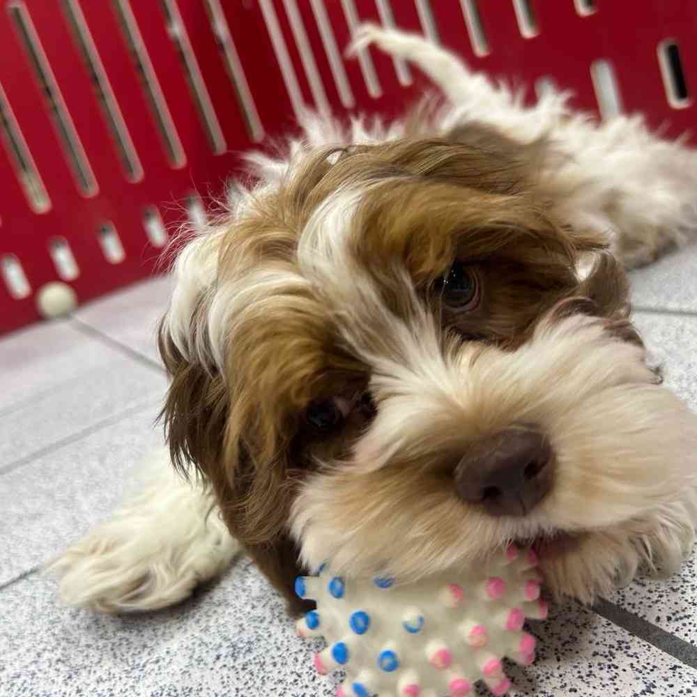 carousel pet images