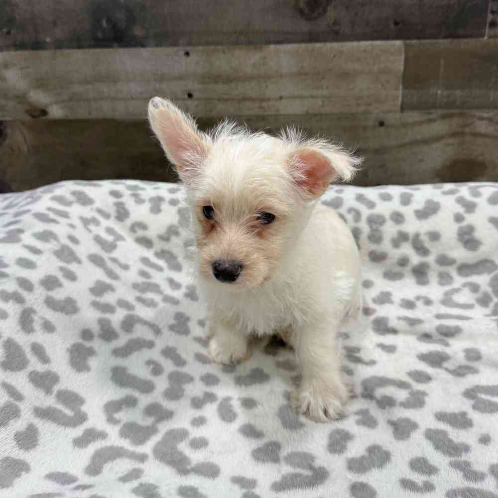 pet breed image