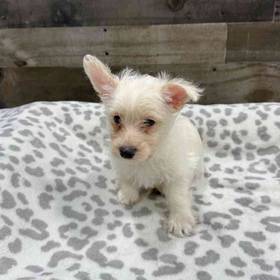 West Highland White Terrier-Poodle