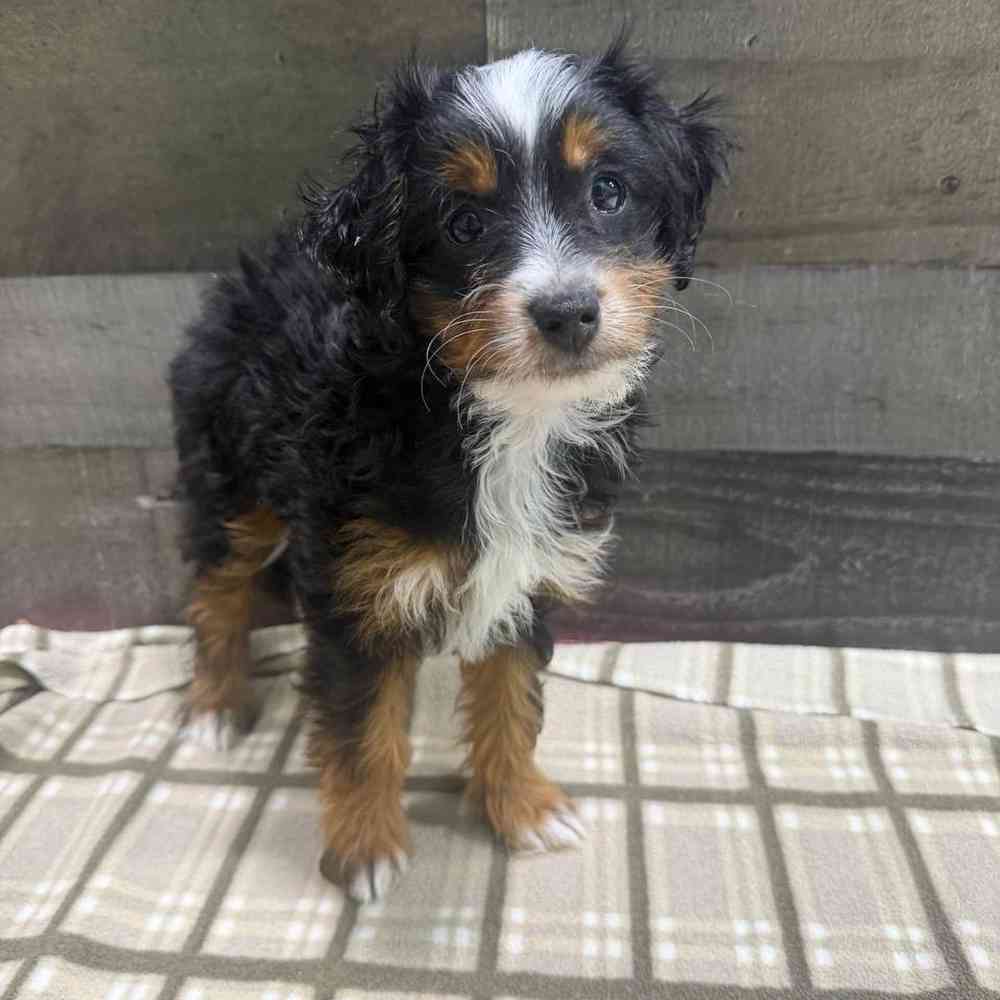 Image of a pet breed in the gallery