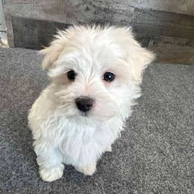 Maltese
