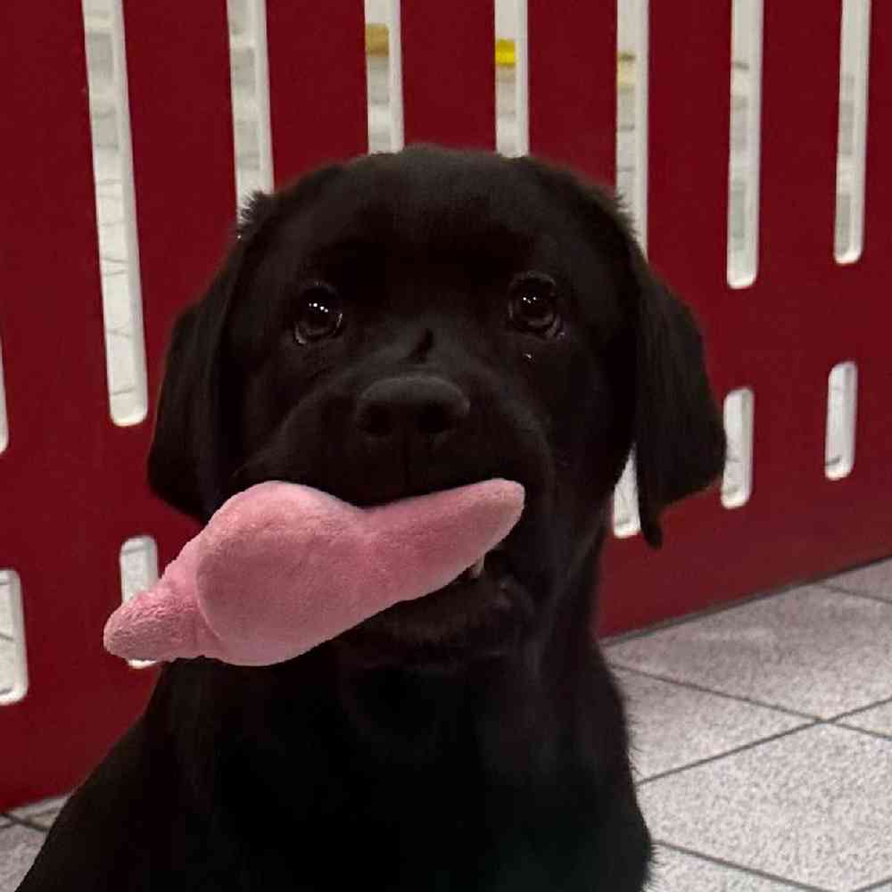 pet breed image