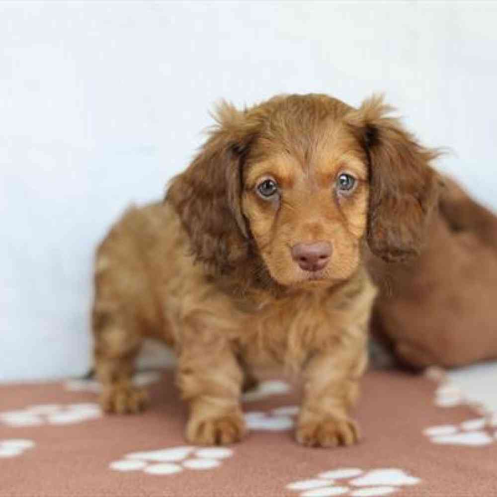 pet breed image