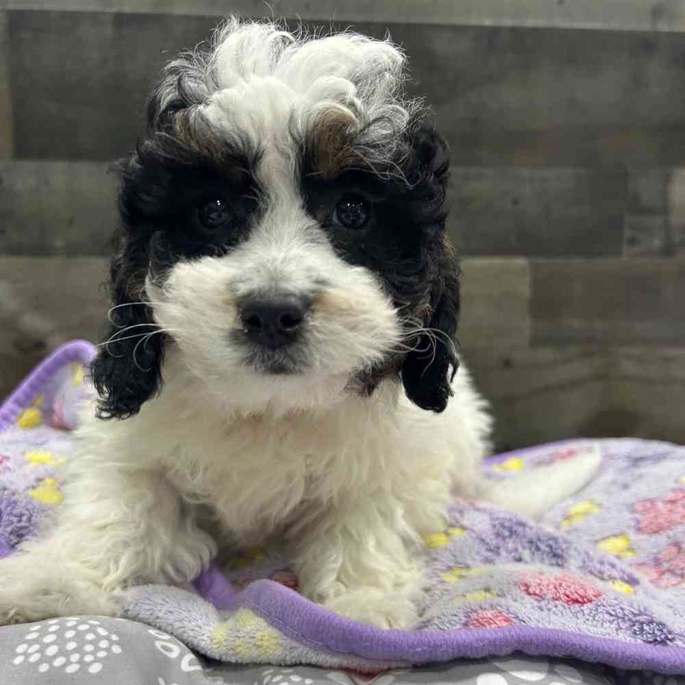 pet breed image