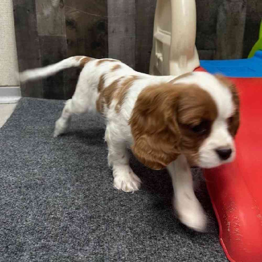 Male Cavalier King Charles Spaniel Puppy for Sale in Troy, MI