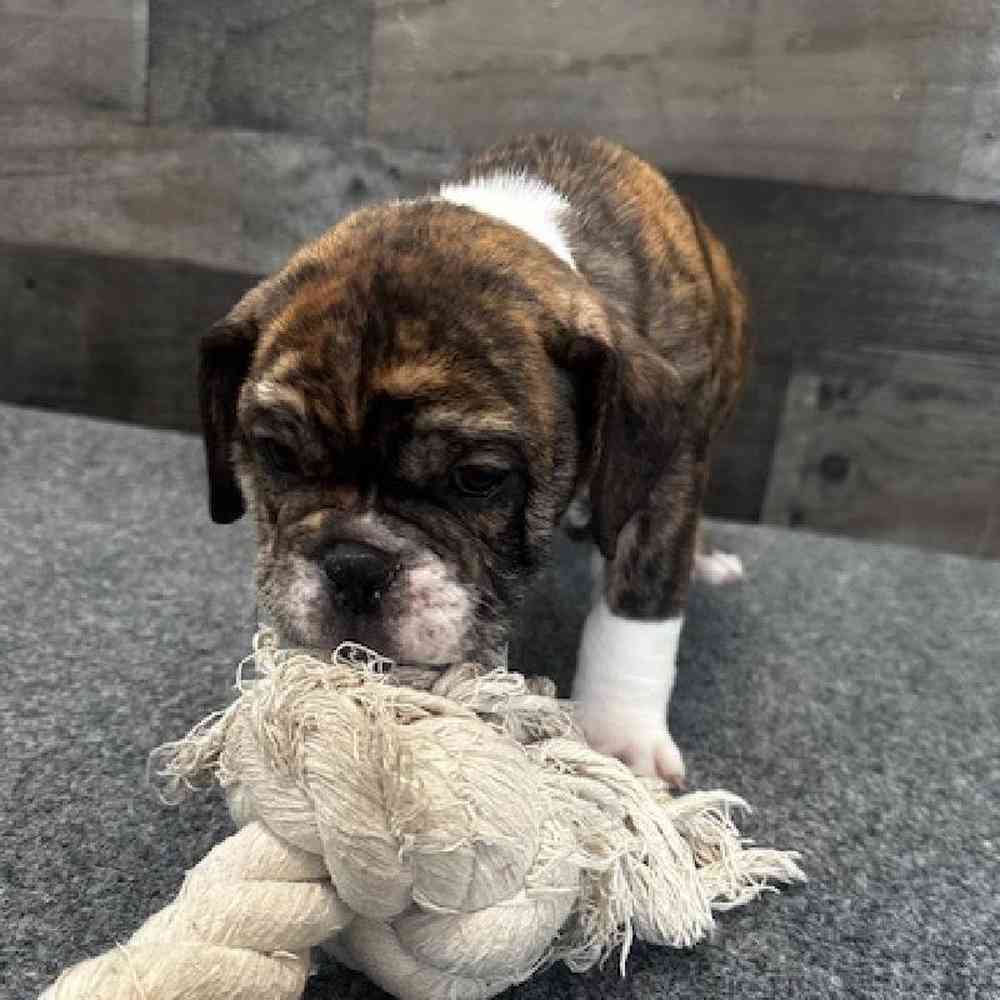 Image of a pet breed in the gallery