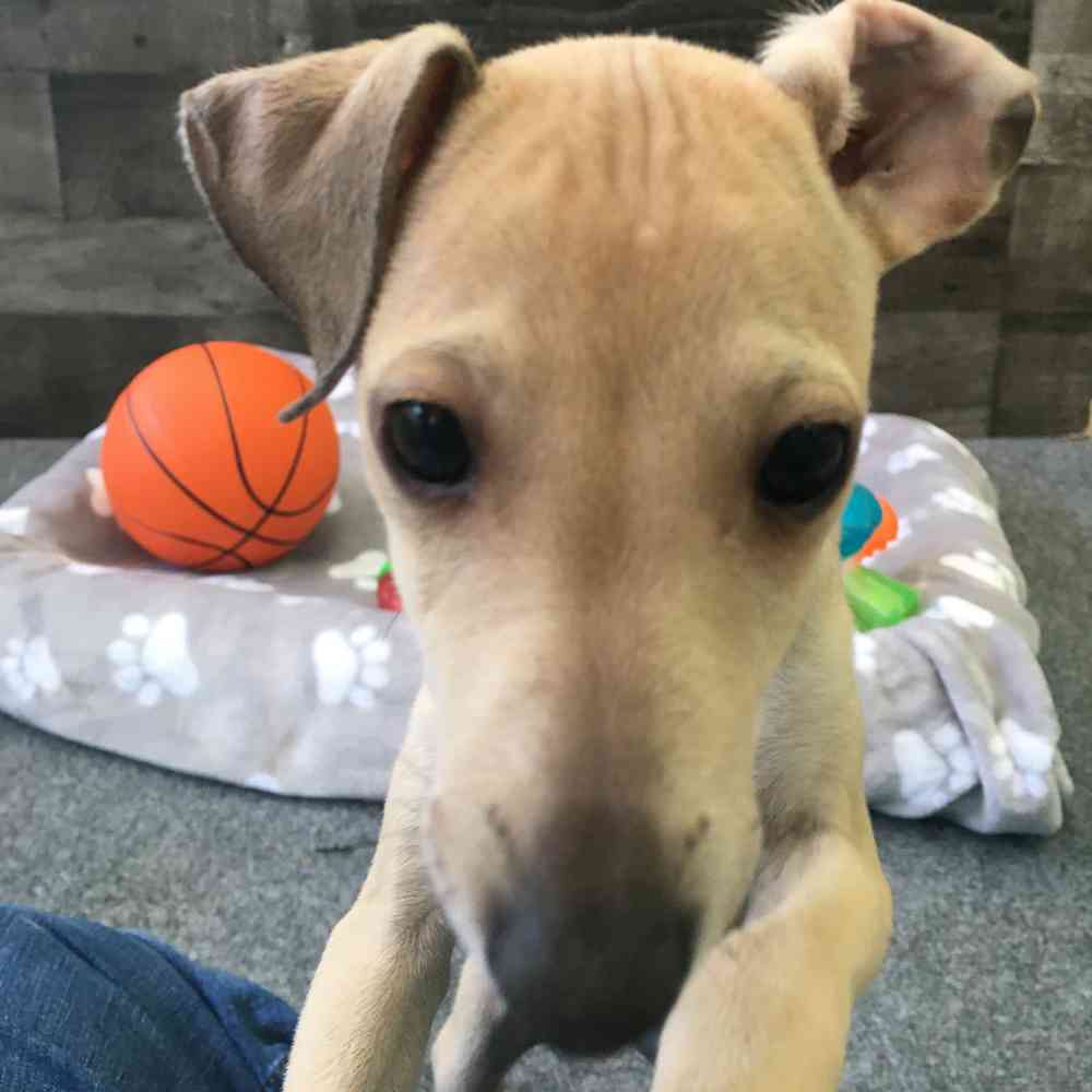 pet breed image