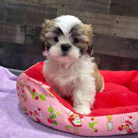 Shih Tzu