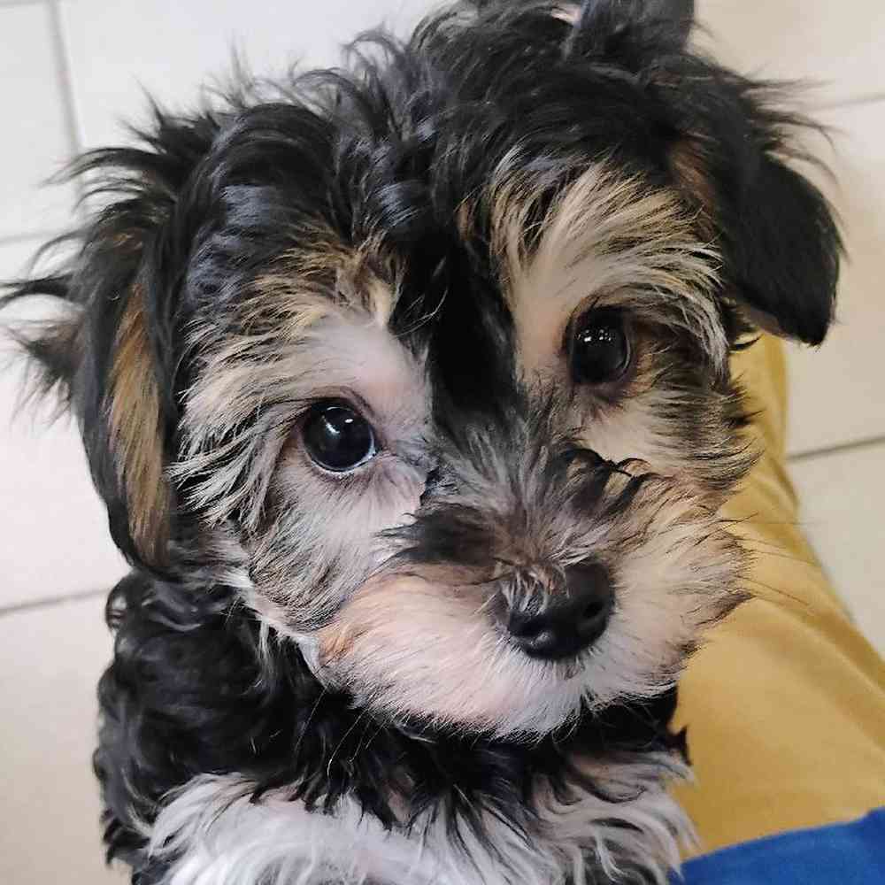 Male Yochon Puppy for Sale in Troy, MI