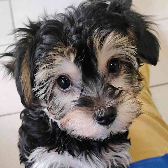 Sparky