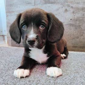 Cocker Spaniel-Pembroke Welsh Corgi