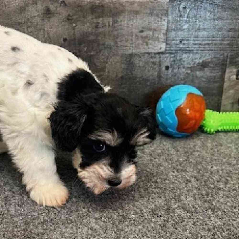 Female Mini Schnauzer Puppy for Sale in Troy, MI