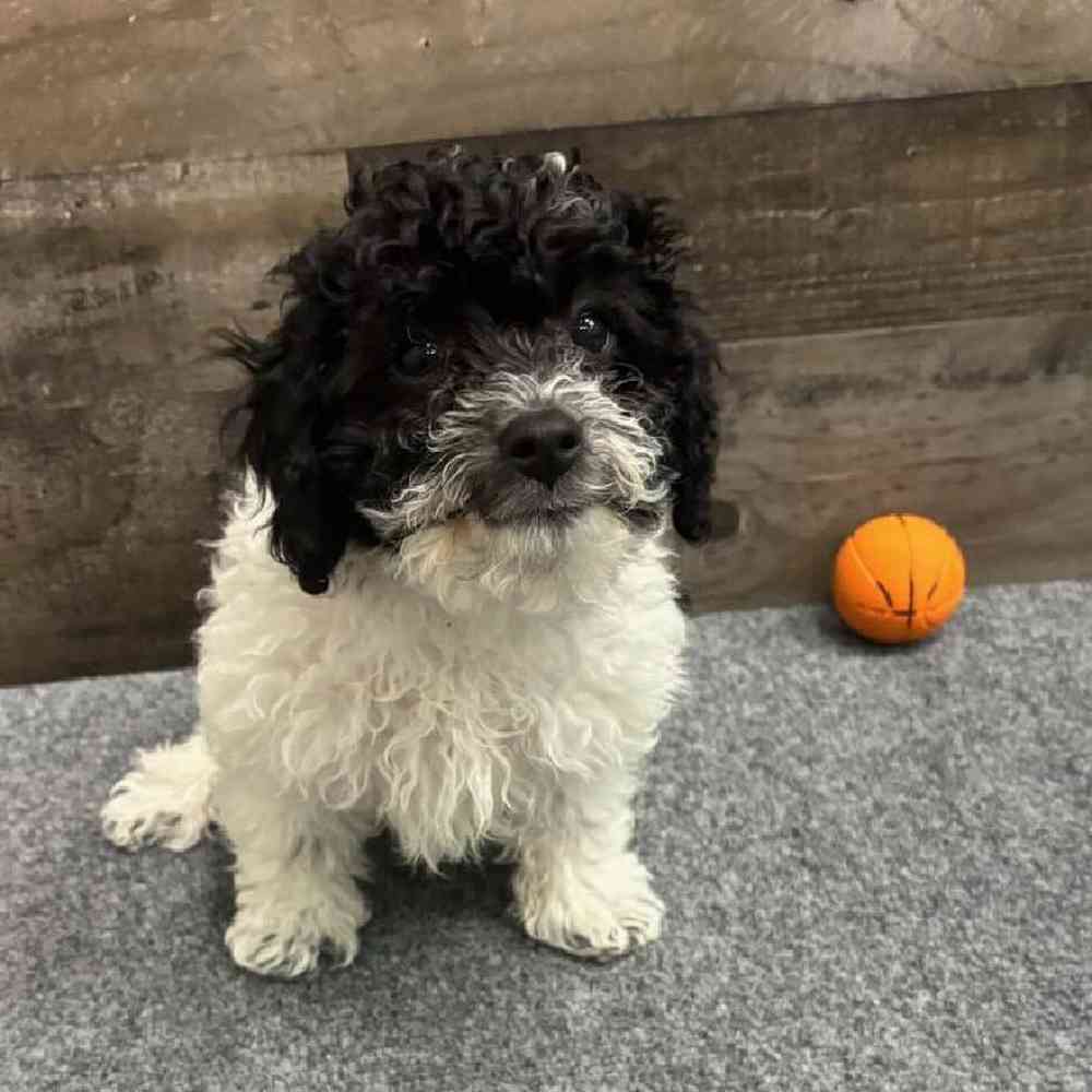 Female Cavapoo Puppy for Sale in Troy, MI