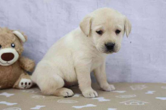 Piper